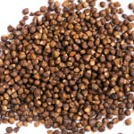 fat burner ingredient grains of paradise