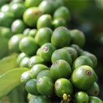 fat burner ingredient green coffee
