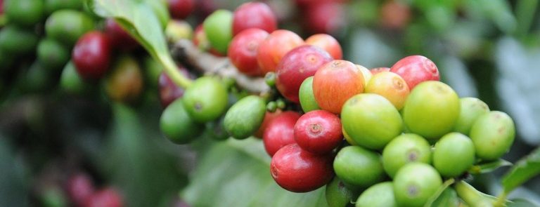 Green Coffee Beans for Weight Loss